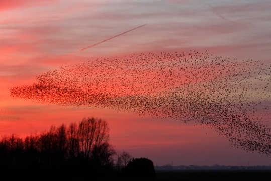 The Science Behind One Of Nature's Greatest Displays