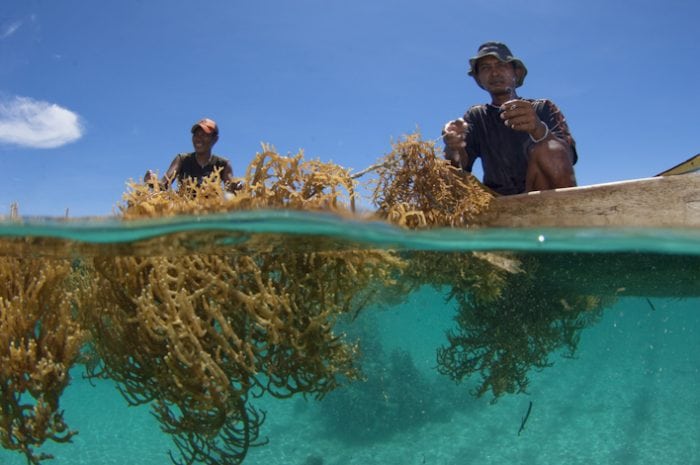 Seaweed Farming Could Really Help Fight Climate Change