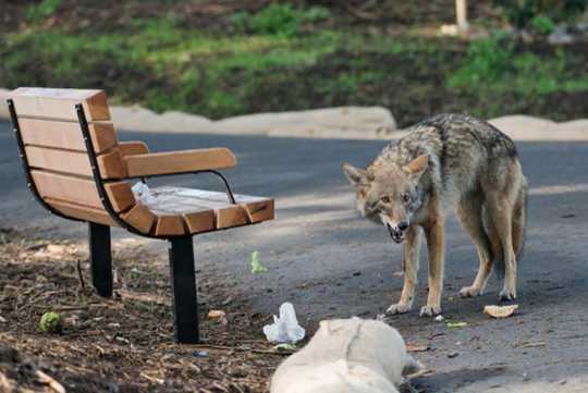 How To Handle Raccoons, Snakes And Other Critters In Your Yard