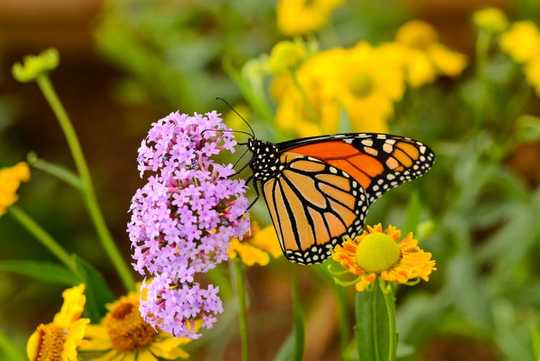 4 Steps To Make Your Lawn A Wildlife Haven 