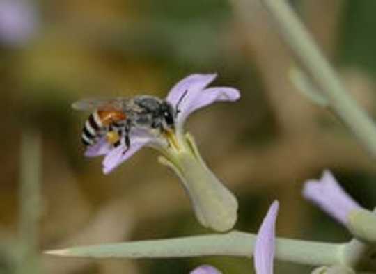 Habitat Loss Doesn't Just Affect Species, It Impacts Networks Of Ecological Relationships