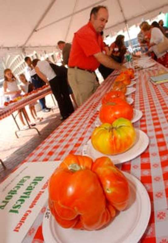 Growing The Big One – 6 Tips For Your Own Prize-winning Tomatoes