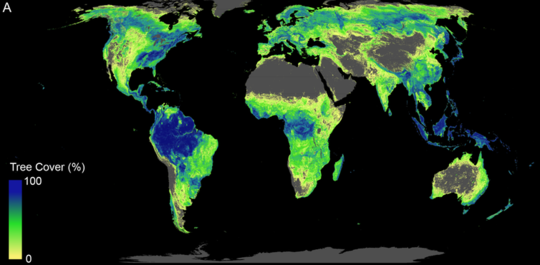 Will Reforesting An Area The Size Of The US Help Avert Climate Breakdown?