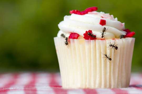 6 Amazing Facts You Need To Know About Ants