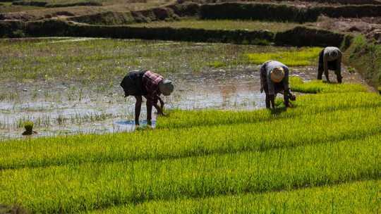 The Private Sector, Agriculture And Climate Change. Connecting The Dots