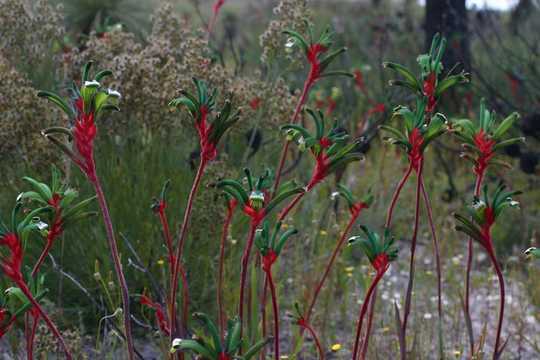 What Home Gardeners Can Learn From Nature's Rebirth After Fire