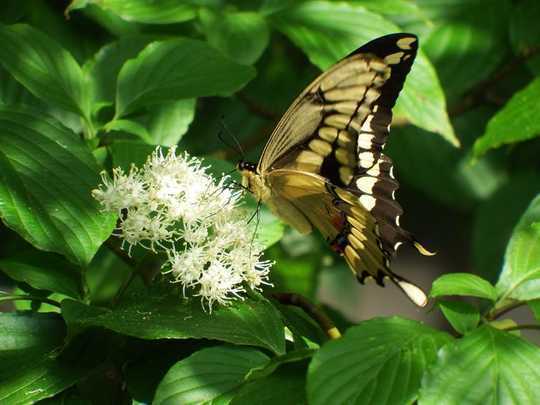 How To Fight Insectageddon With A Garden Of Native Plants