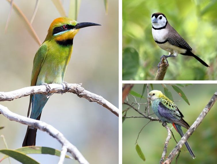 Why Most Native Bird Species Are Losing Their Homes