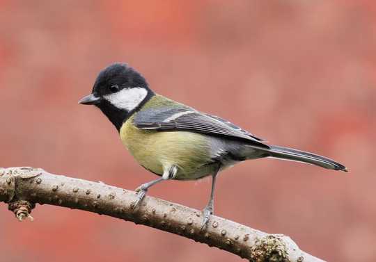 Animals Will Struggle To Adapt Fast Enough To Cope With Climate Change