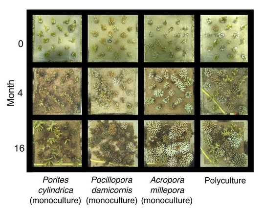 Biodiversity Helps Coral Reefs Thrive – And Could Be Part Of Strategies To Save Them