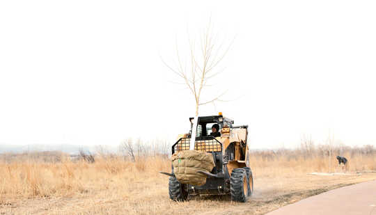 How Planting Trees Can Improve Water Quality