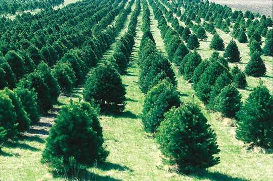 5 Ways To Make Your Christmas More Sustainable