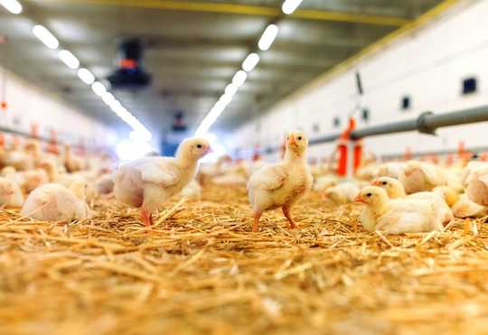 Finding Signs Of Happiness In Chickens Could Help Us Understand Their Lives In Captivity