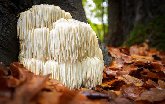 Vegan Leather Made From Mushrooms Could Mold The Future of Sustainable Fashion