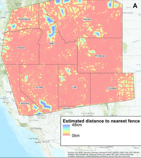 The authors assembled a conservative data set of potential fence lines across the U.S. West. They calculated the nearest distance to any given fence to be less than 31 miles (50 kilometers), with a mean of about 2 miles (3.1 kilometers).