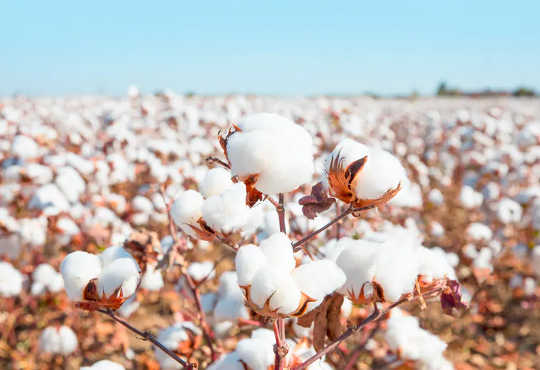 Cotton is often grown in parts of the world where water is scarce. (following a t shirt from cotton field to landfill shows the true cost of fast fashion)