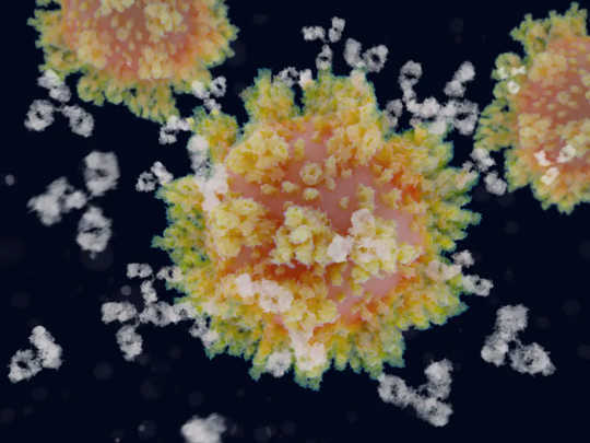 When antibodies (white) bind to the spike proteins covering the surface of the virus, SARS-CoV-2 can no longer infect human cells.