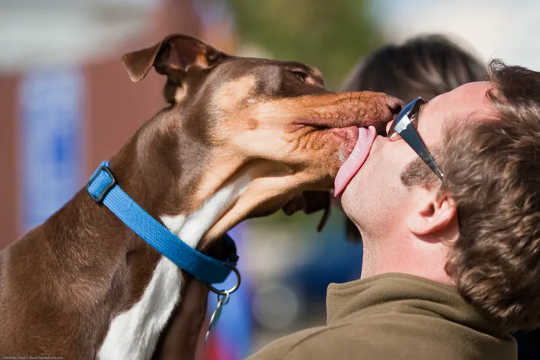 Canine and Able: How Dogs Made Us Human