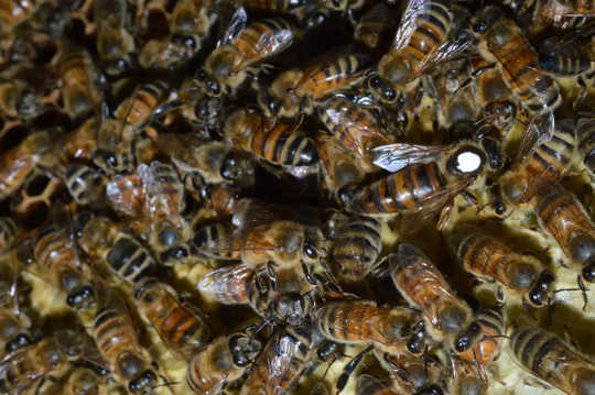 Honey Bees Stay Healthy In Such Close Quarters