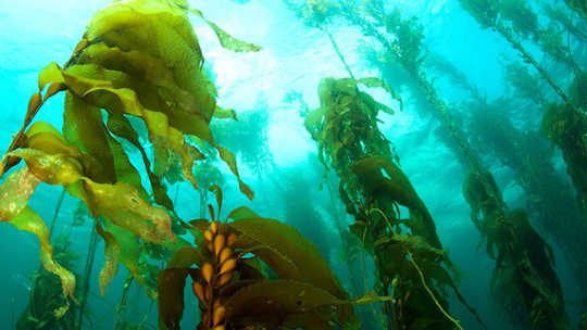 giant kelp