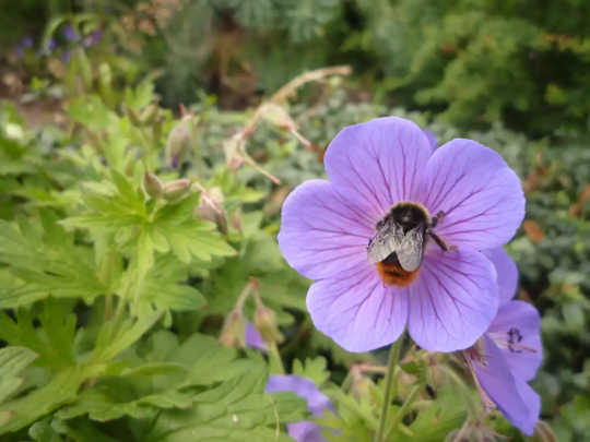 How Cities Can Offer Urban Oases For Bees And Butterflies