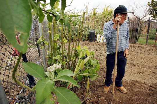 The Impulse To Garden In Hard Times Has Deep Roots