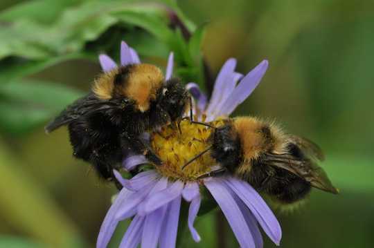 The first days of spring – brighter and warmer – are a biological trigger for female bees to wake up from hibernation and begin to build future colonies.