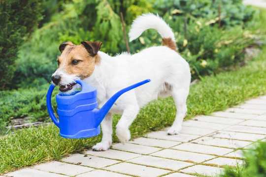 Lockdown Can Be Stressful For Pets Too – Here's How To Keep Your Dog Entertained