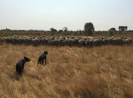 How Young California Ranchers Are Finding New Ways To Raise Livestock And Improve The Land