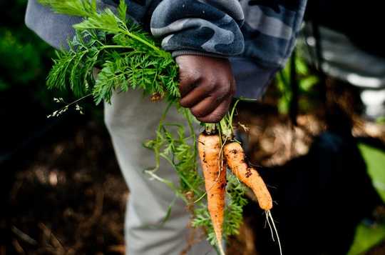 How Planting A Garden Can Boost Bees, Local Food And Resilience