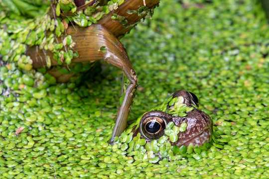 How To Discover The Wildlife Wonders Of Your Own Garden