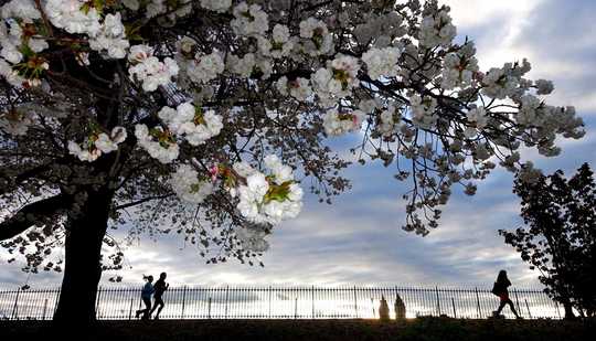 City Heat Islands Trick Trees Into Thinking It’s Spring