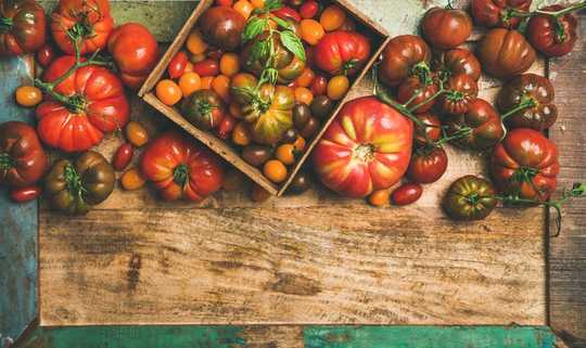 Modern Tomatoes Are Very Different From Their Wild Ancestors