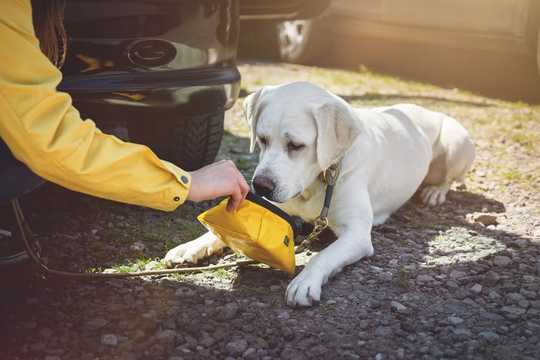 How To Stop Your Dog Getting Heatstroke