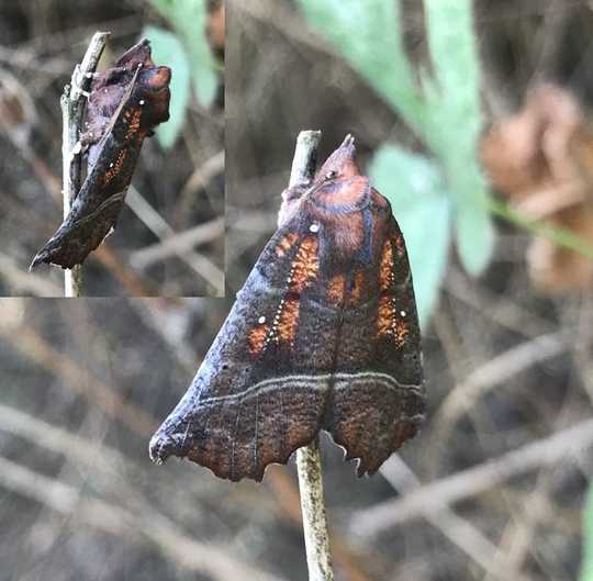 Moths Do The Pollinator Night Shift – And They Work Harder Than Daytime Insects