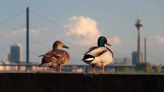 What The Coronavirus Lockdown Could Mean For Urban Wildlife