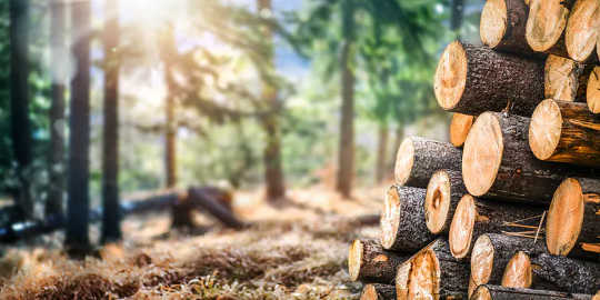 A sunny pine forest with logs in the foreground.