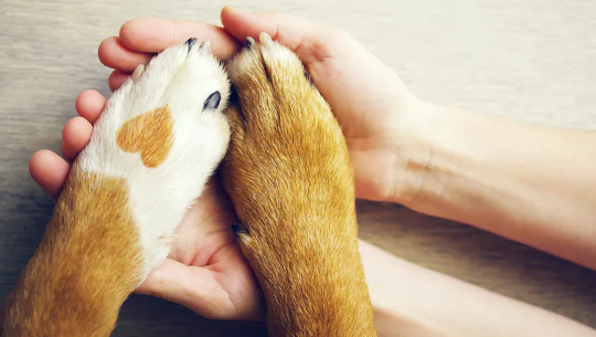 Very clean dog paws with a spot in the form of heart and human hand close up, top view. 