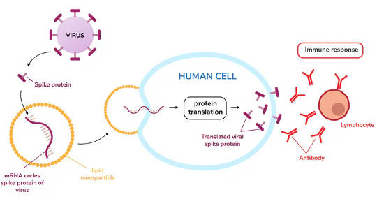 Messenger RNA vaccines get the recipient’s body to produce a viral protein that then stimulates the desired immune response.