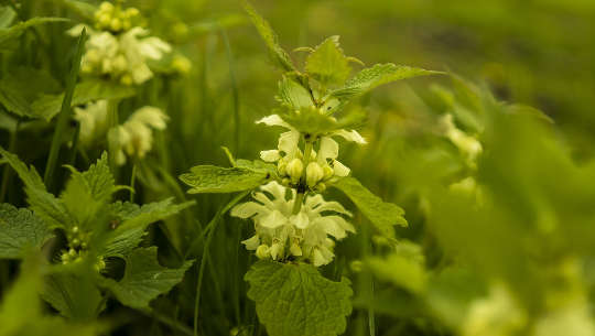 photo of stinging nettle flowers