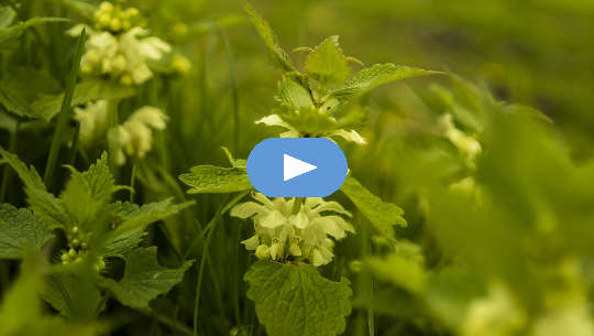 photo of stinging nettle flowers