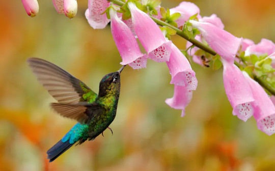 How Colonialism Transformed Foxgloves And Why Hummingbirds Might Be The Reason