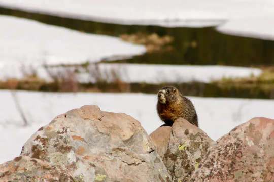 Mammals Face An Uncertain Future As Global Temperatures Rise