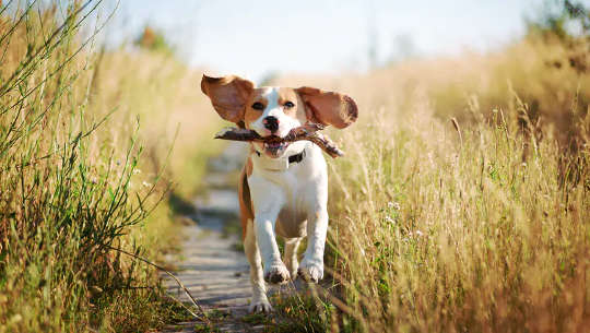 dog running with a stick in its mouth