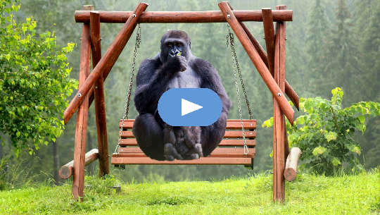 adult gorilla and baby gorilla sitting on a swing