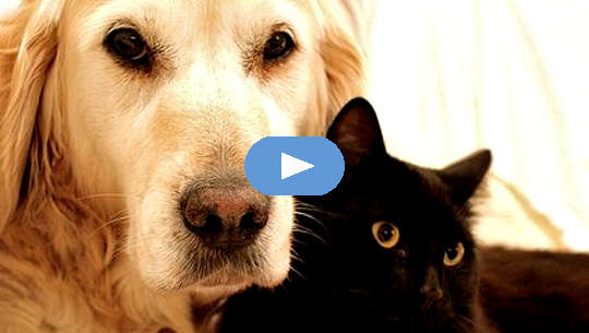 a golden retriever and a black cat laying together