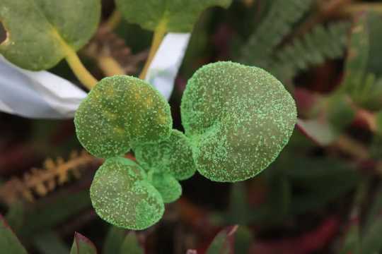 Stickiness Is A Weapon Some Plants Use To Fend Off Hungry Insects