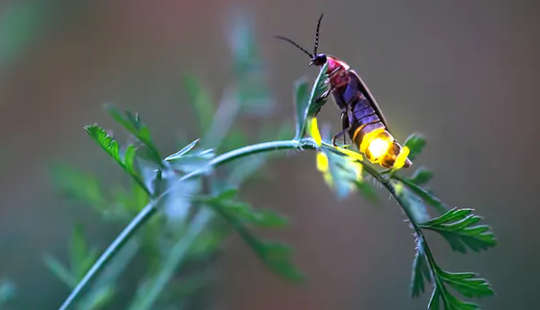 How To Help Fireflies Who Need Dark Nights For Their Summer Light Shows 