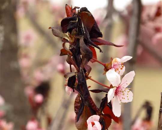 How Plants Manage The Shift From Winter To Spring