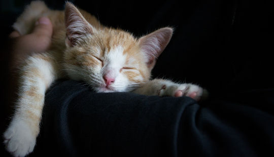 a cat sprawled out in complete relaxation mode